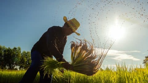 sustainibilty agriculture