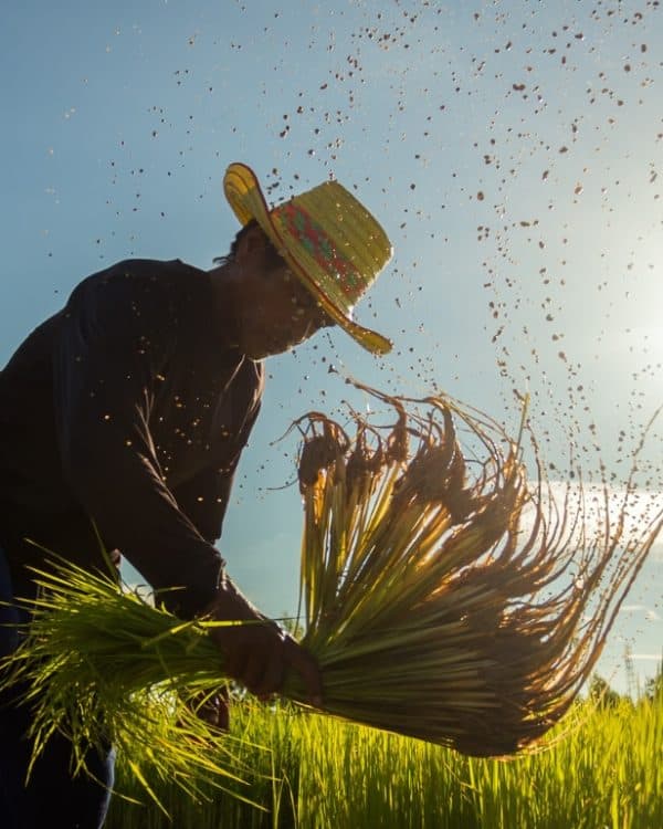 sustainibilty agriculture