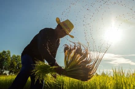sustainibilty agriculture